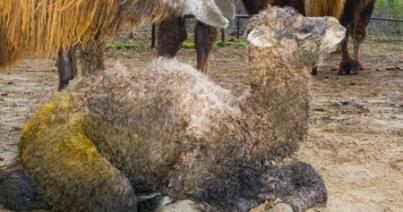 Tevecsikó született a Szegedi Vadasparkban