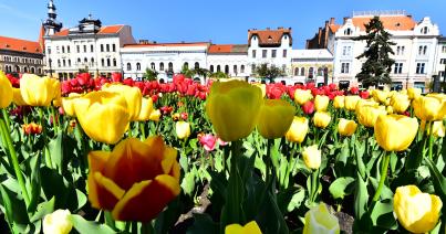 Tulipánmezők a kolozsvári köztereken