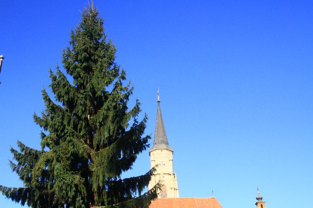 Megérkezett a főtéri karácsonyfa