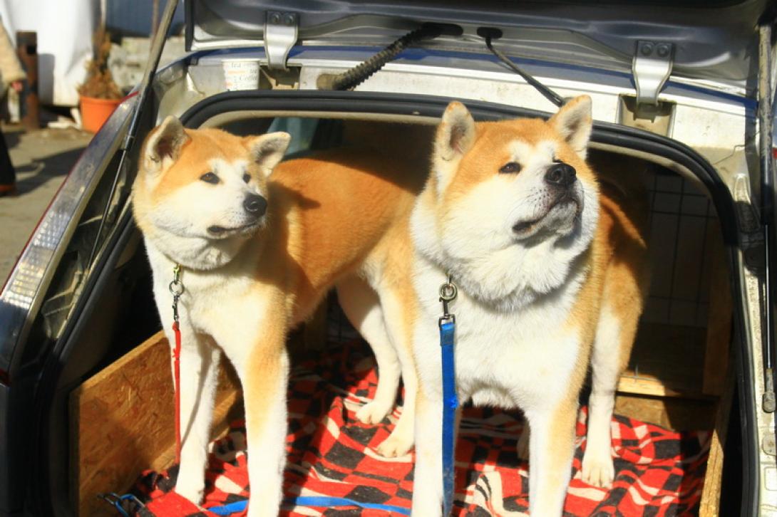 Ebidomok és fegyelmezett agyak a Dog Show 2017-en