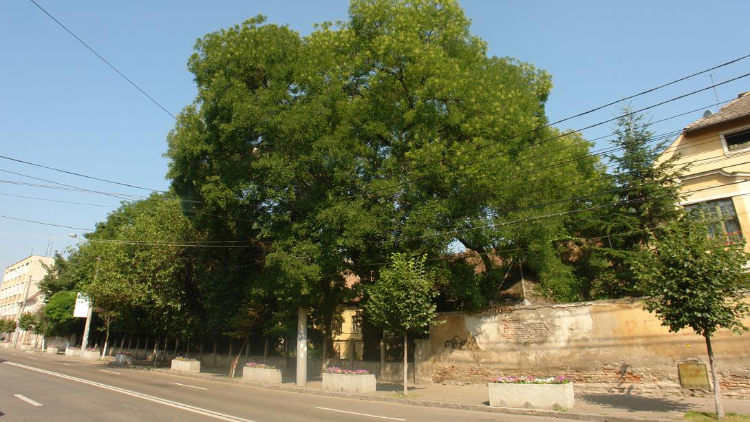 Természetvédelmi katasztrófa  a Petőfi utcai akácirtás