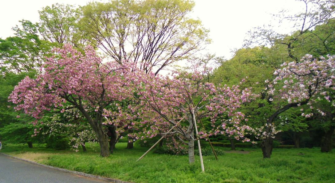 Japán cseresznyevirágzás idején