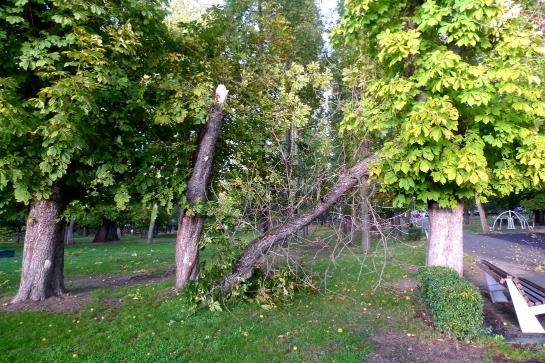 Kidőlt fák a kolozsvári Sétatéren