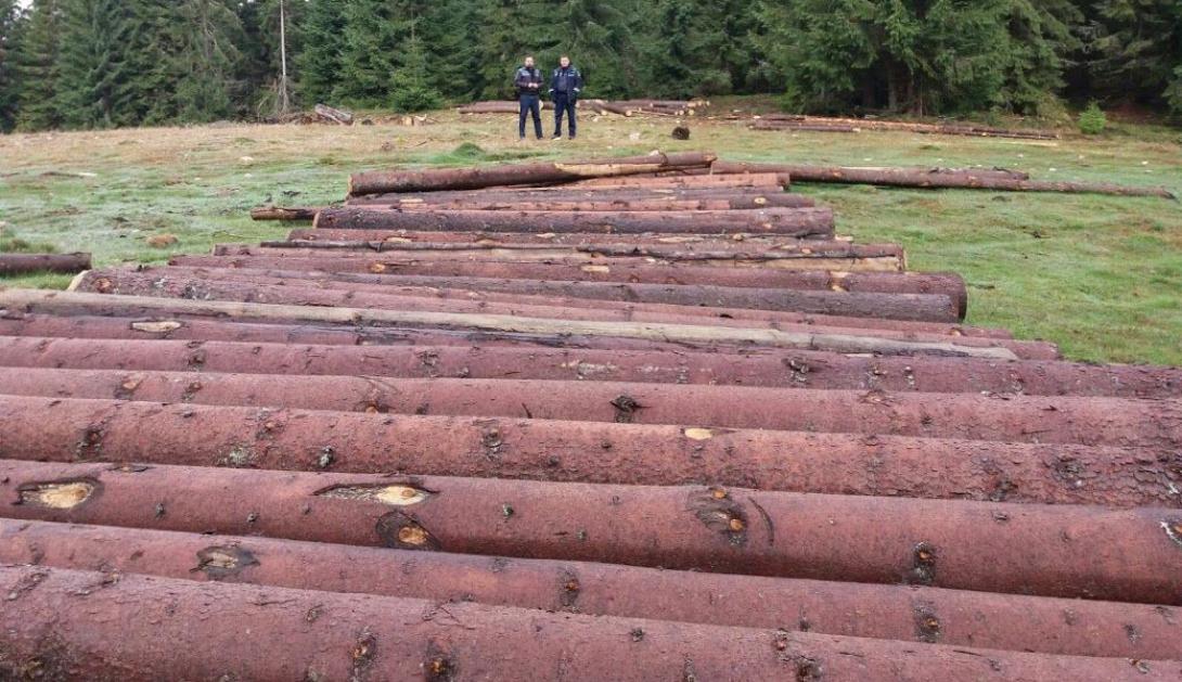 Nagyszabású ellenőrzések a falopások visszaszorítására