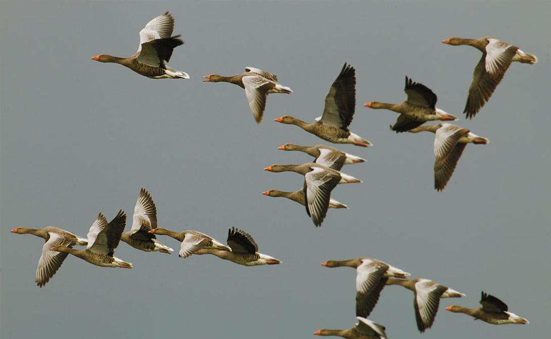 Holnap: EuroBirdwatch 2017 Telekfarkán