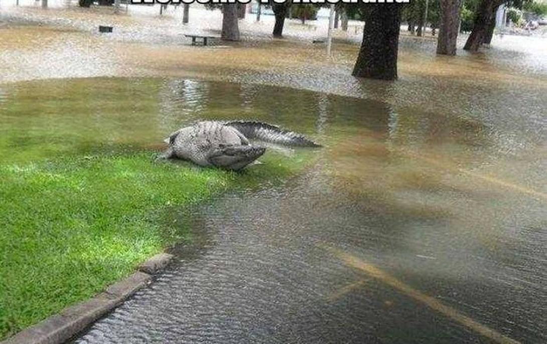 Az utcán talált krokodilt fogtak be karácsonykor Melbourne-ben