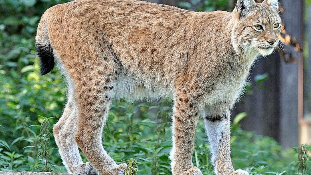 A nagymacskák védelmére hívják fel a figyelmet a vadvilág világnapján