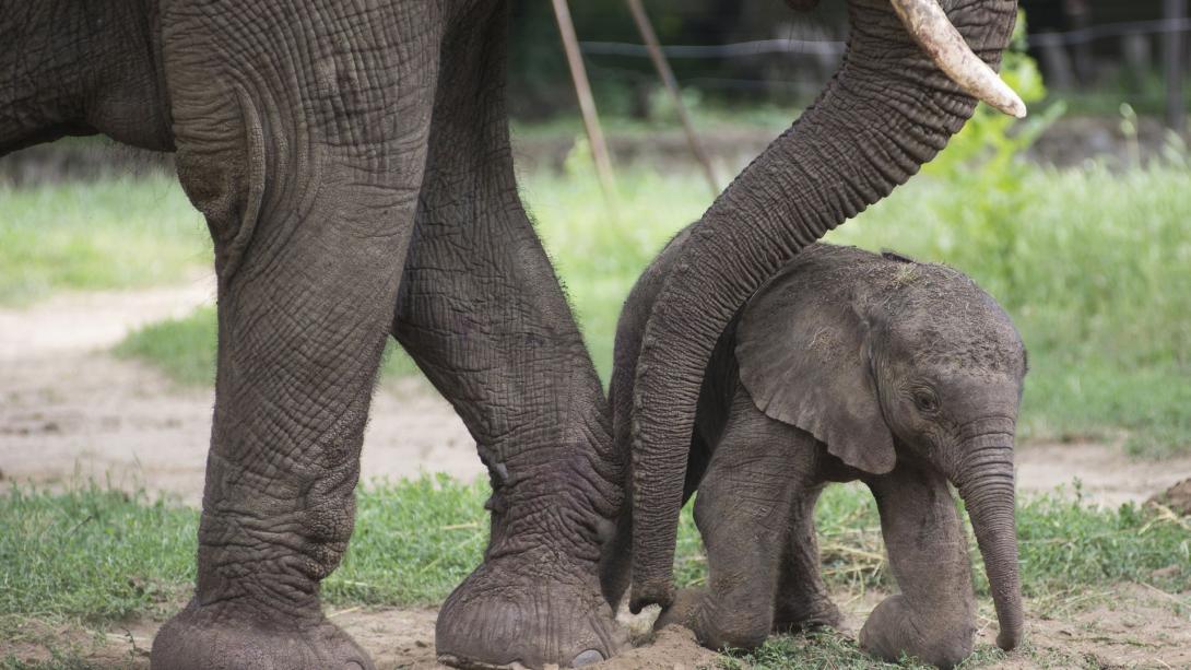 Újabb afrikai elefánt született a Nyíregyházi Állatparkban