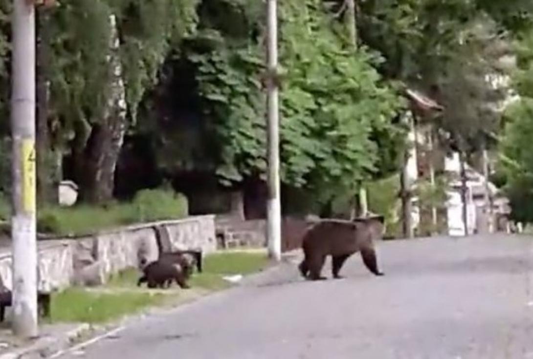 Anyamedve és bocsai Fogaras központjában