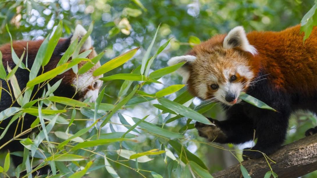 Vörös panda érkezett a Szegedi Vadasparkba