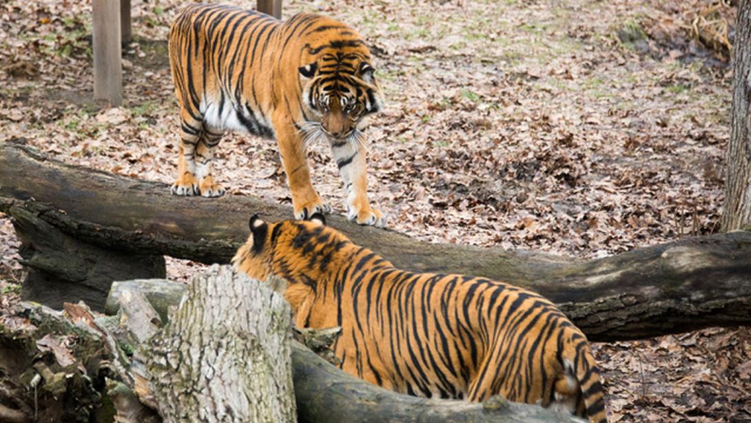 Nőstény szumátrai tigris érkezett a Nyíregyházi Állatparkba