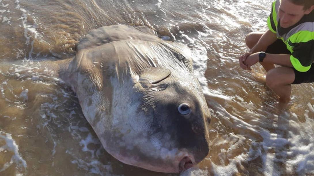 Óriási holdhal tetemét sodorta partra a víz egy dél-ausztráliai strandon