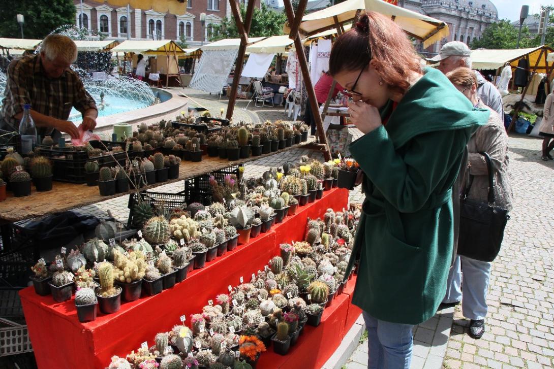 Kaktuszgyűjtők paradicsoma a Bocskai téren