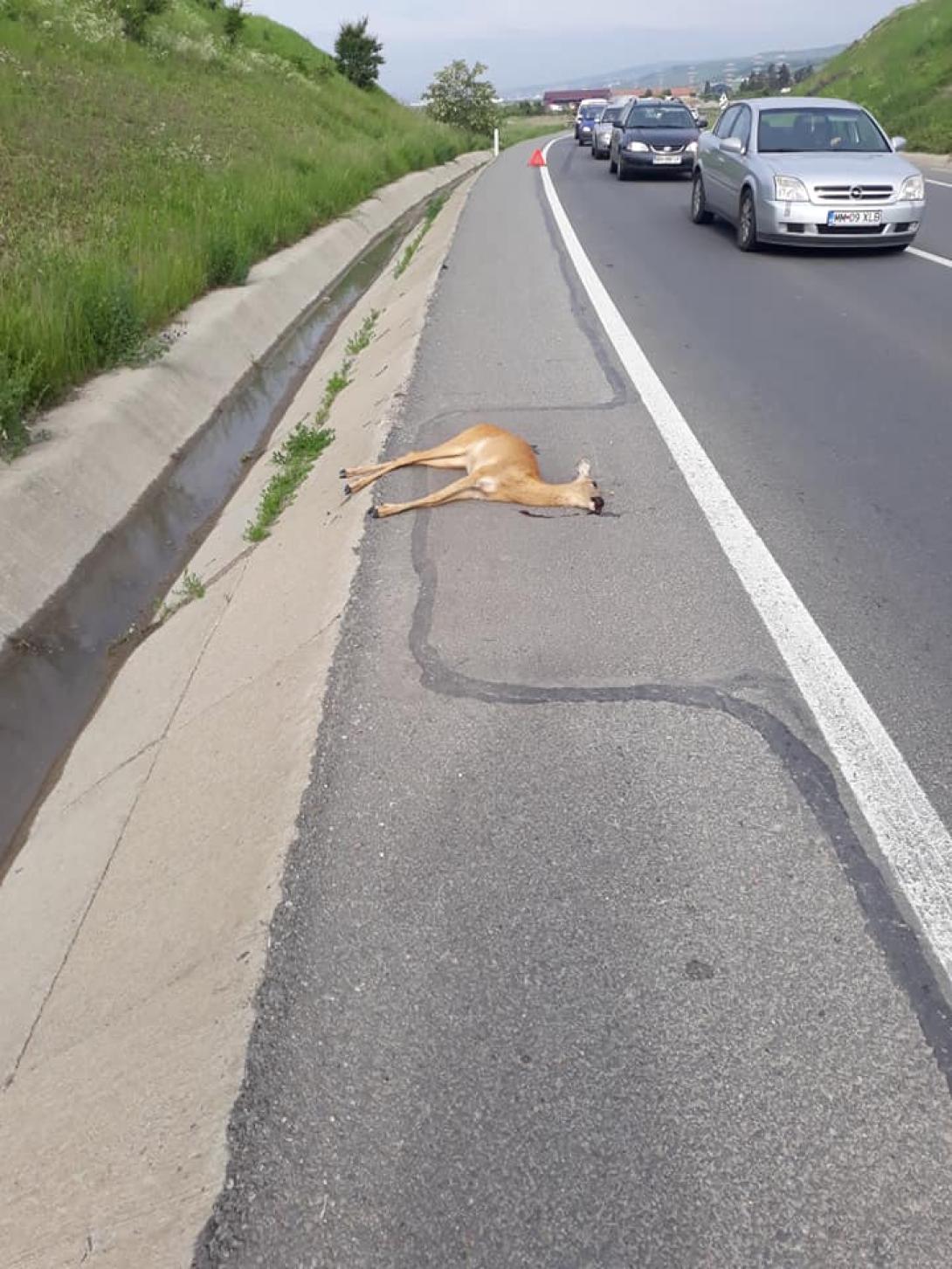 Őzet gázoltak el a terelőúton