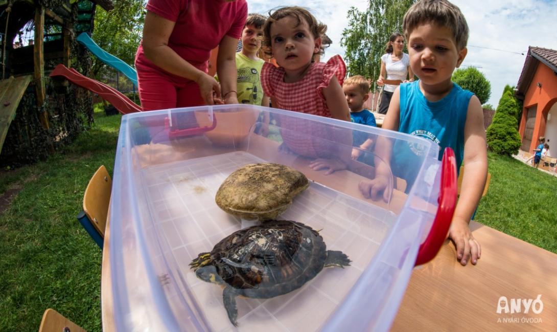 Állatvilágról az ANYÓ óvodásainak a Tóközben