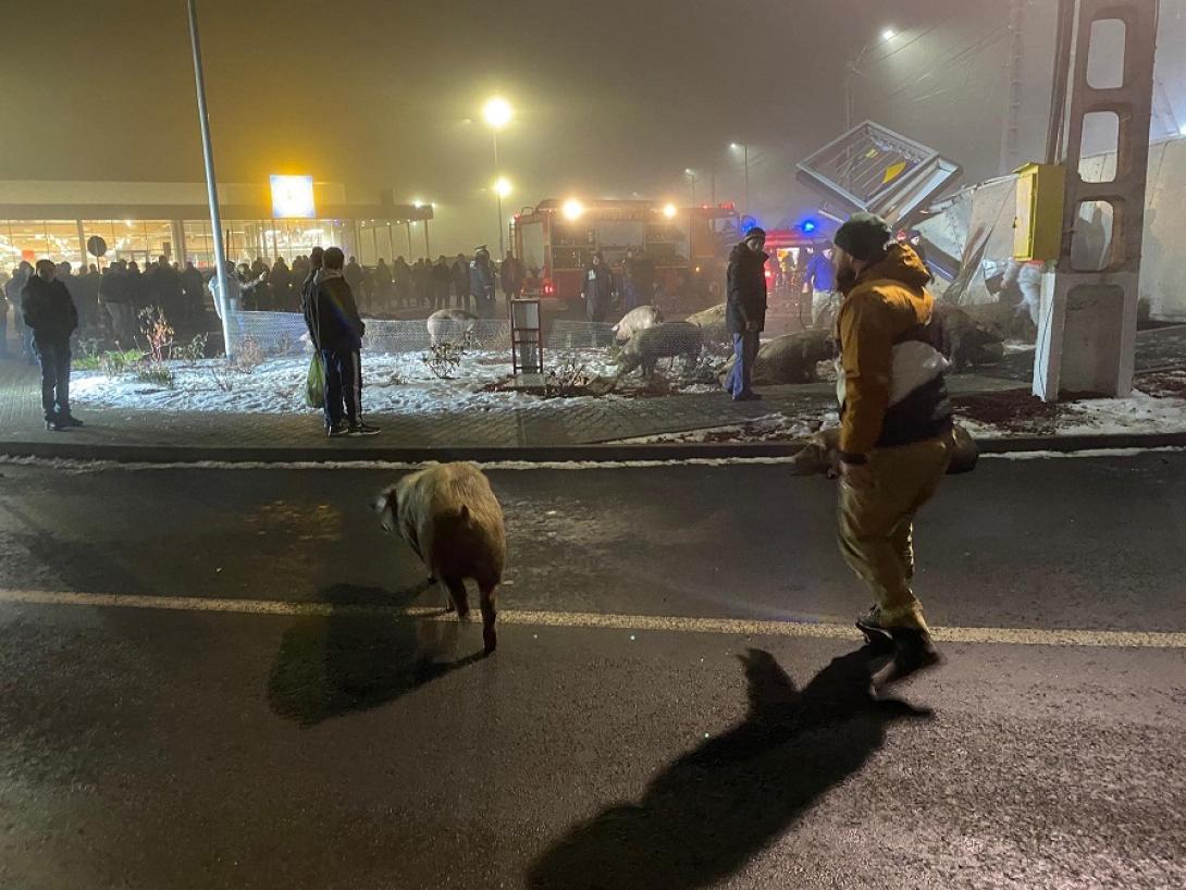 Százkilencven sertést szállító kamion borult fel Bánffyhunyadon