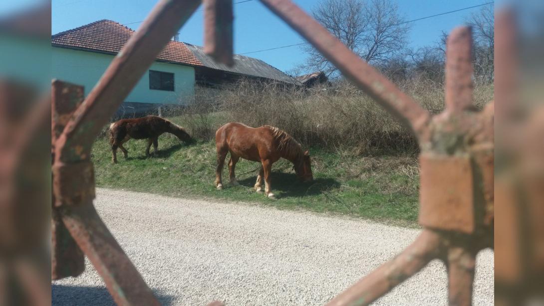 Ablakomból a világ, kertünkből a szomszédság – ezt látjátok ablakaitokból