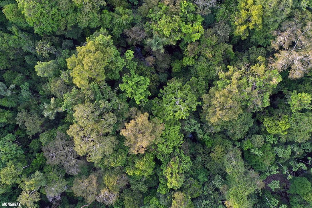 Szénelnyelőből szénkibocsátóvá válnak a brazil erdők